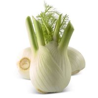 Fenouil (taille moyenne)
