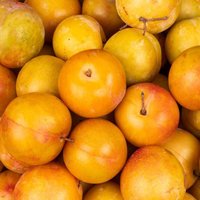 Prunes jaunes