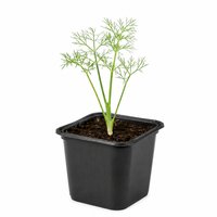 Plant de Fenouil