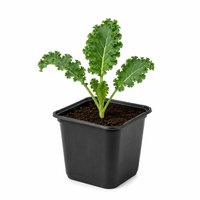 Plant de Chou Kale