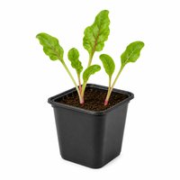 Plant de Bettes