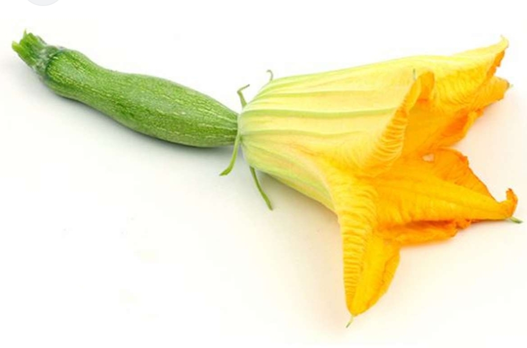 Fleur de courgette femelle