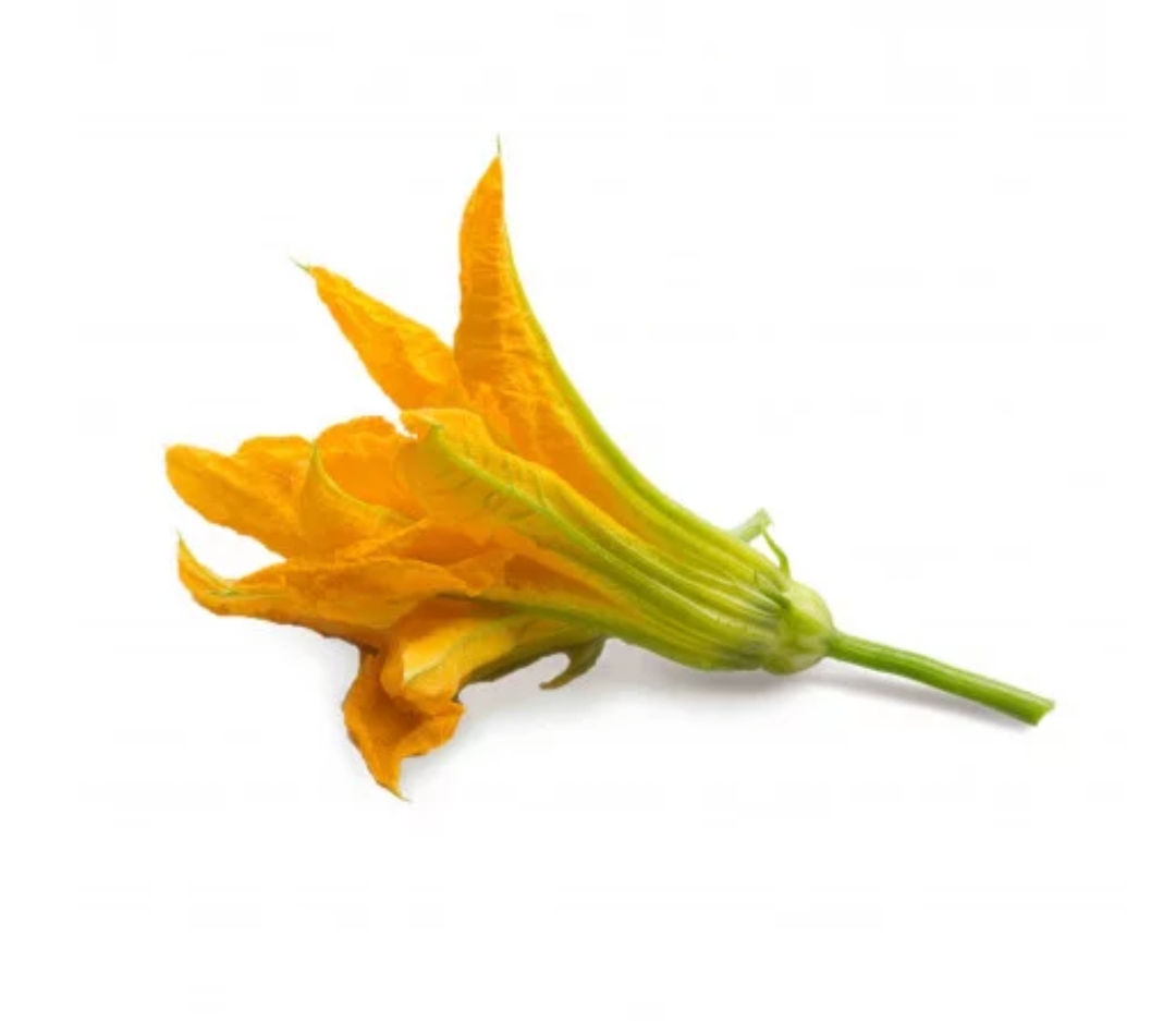 Fleur de courgette mâle