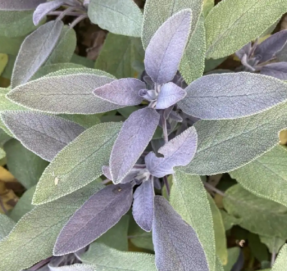 Sauge pourpre (20g)