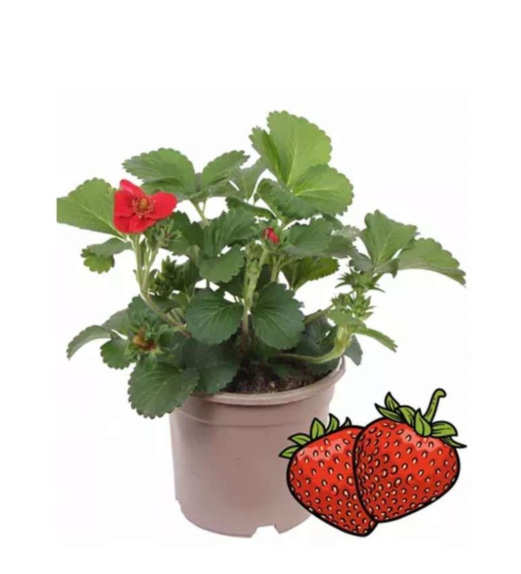 Plant de fraisier (Pépinière pro De Koster)