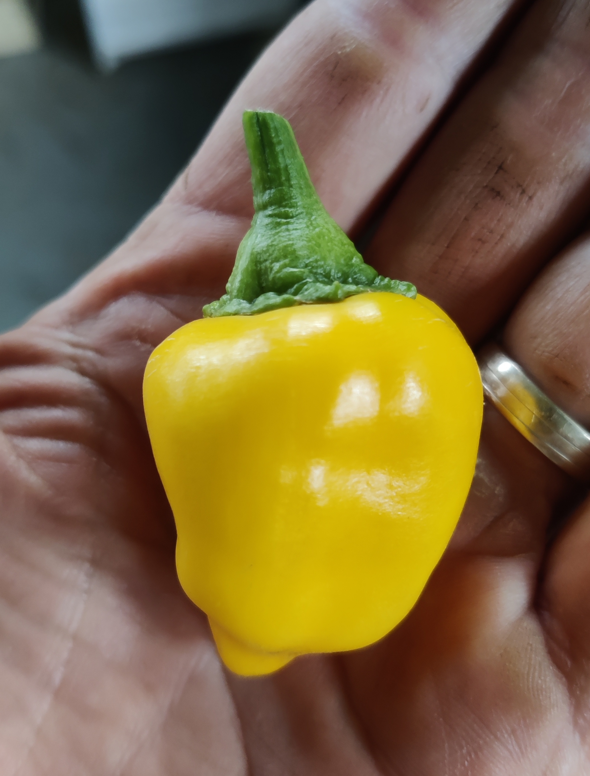Piments jaunes (doux)