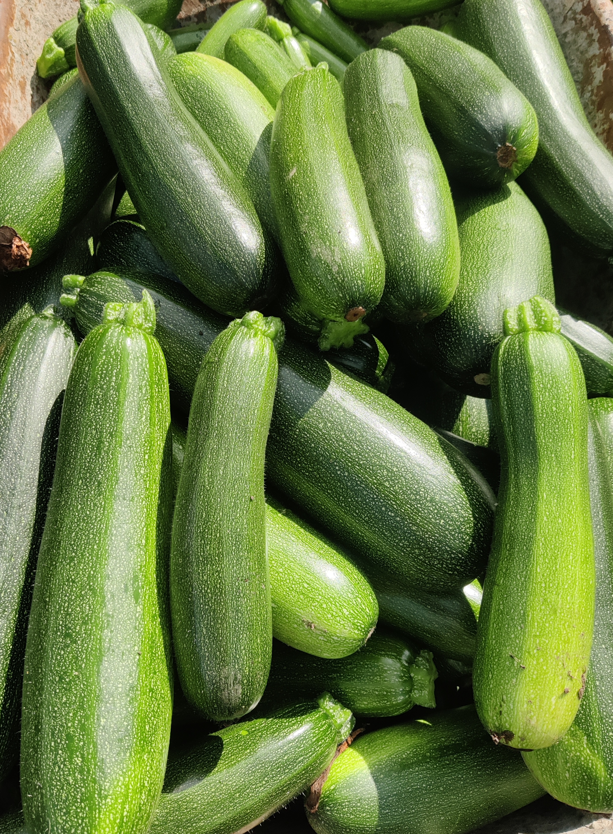 PACK COURGETTES, 5KG