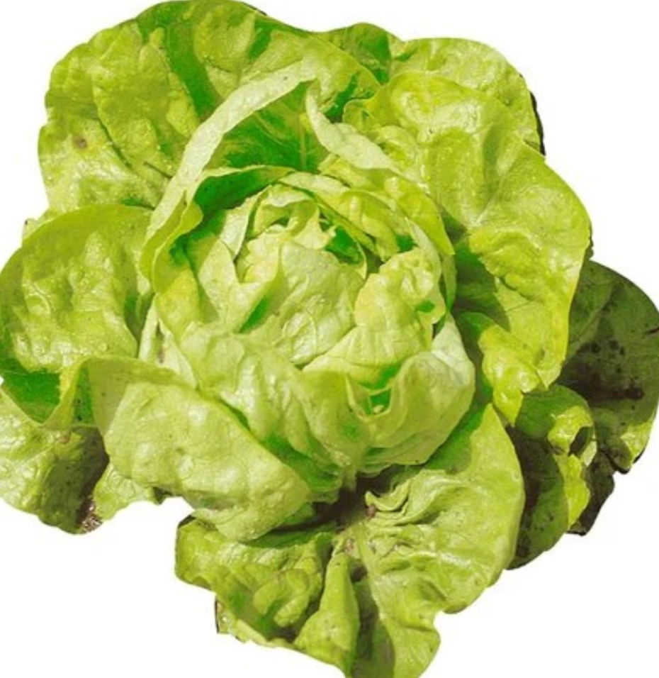 Laitue pommée verte