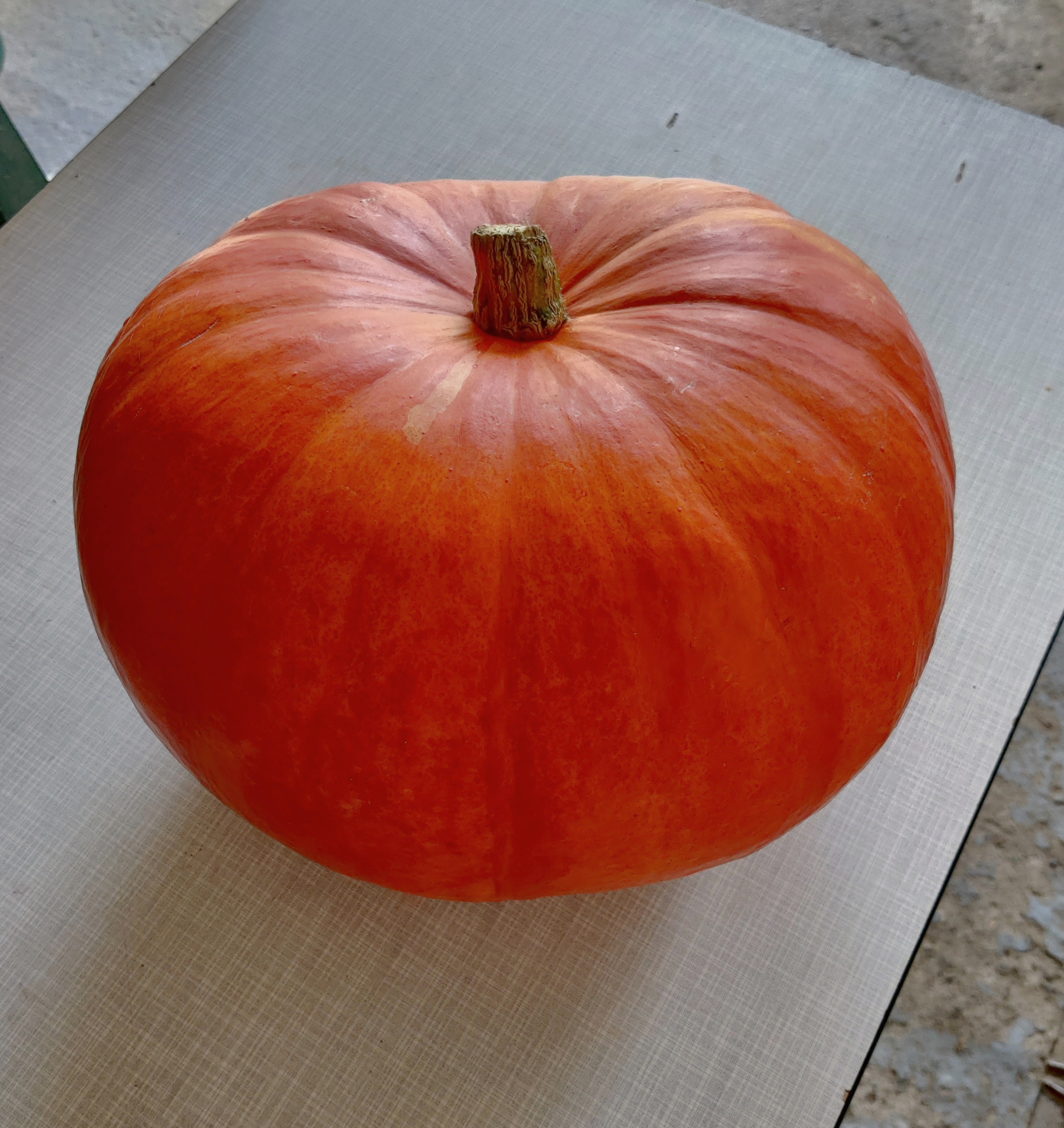 Potiron entier, 8kg