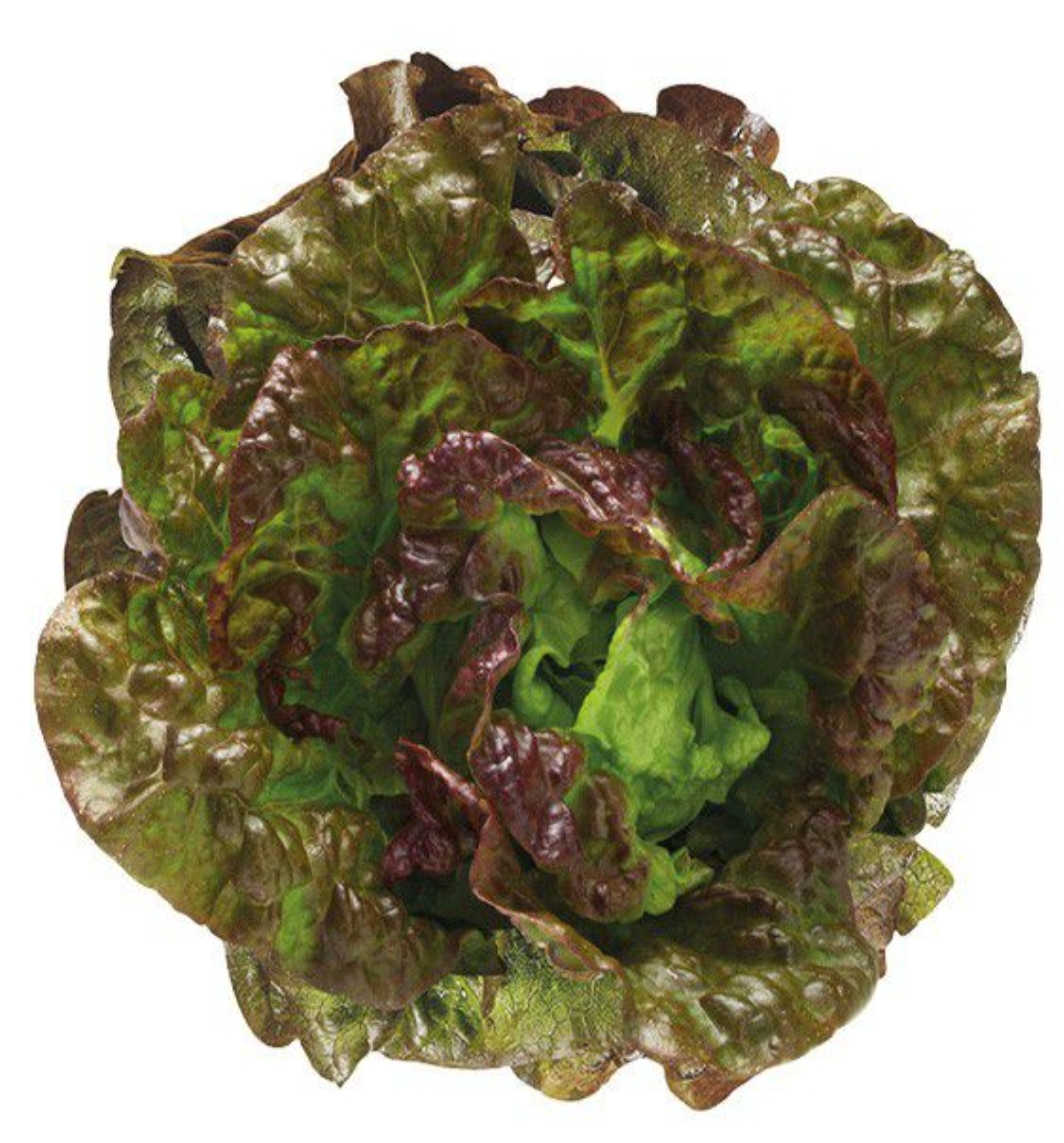 Laitue rouge (2 petites)